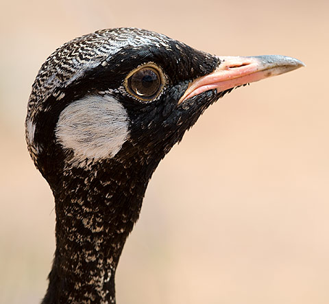 Northern Black Korhaan immature male head